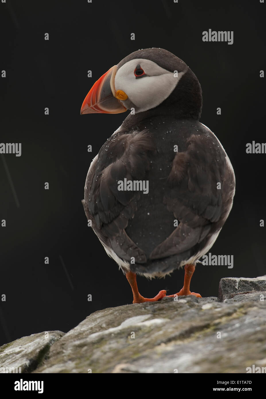Puffin on a rock with a dark background Stock Photo
