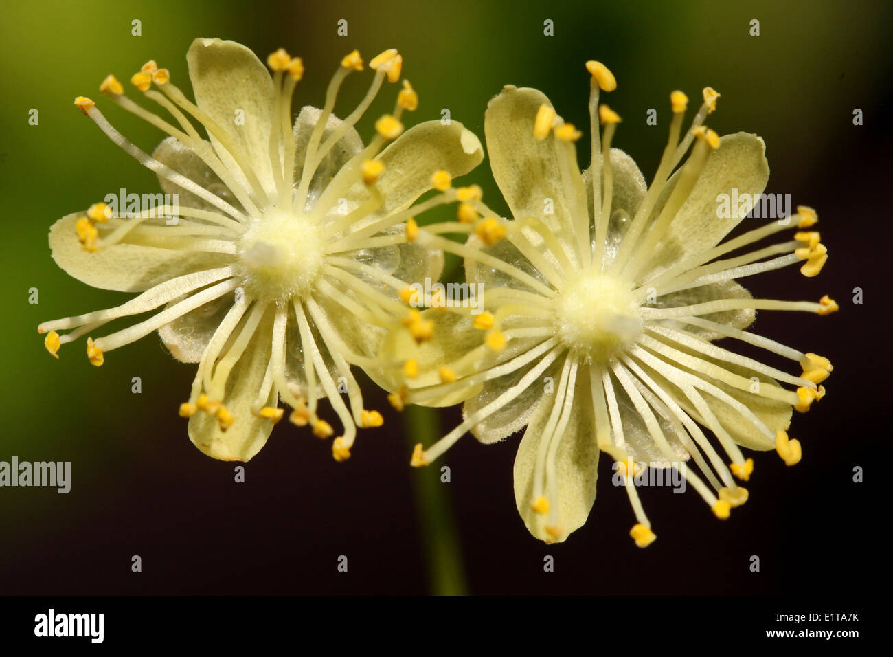 Two flowers of the Lime tree Stock Photo Alamy