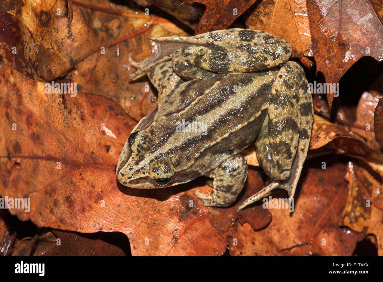 dorsal view of a moor frog with its dorsalstripe well visible on top of redbrown leaves Stock Photo