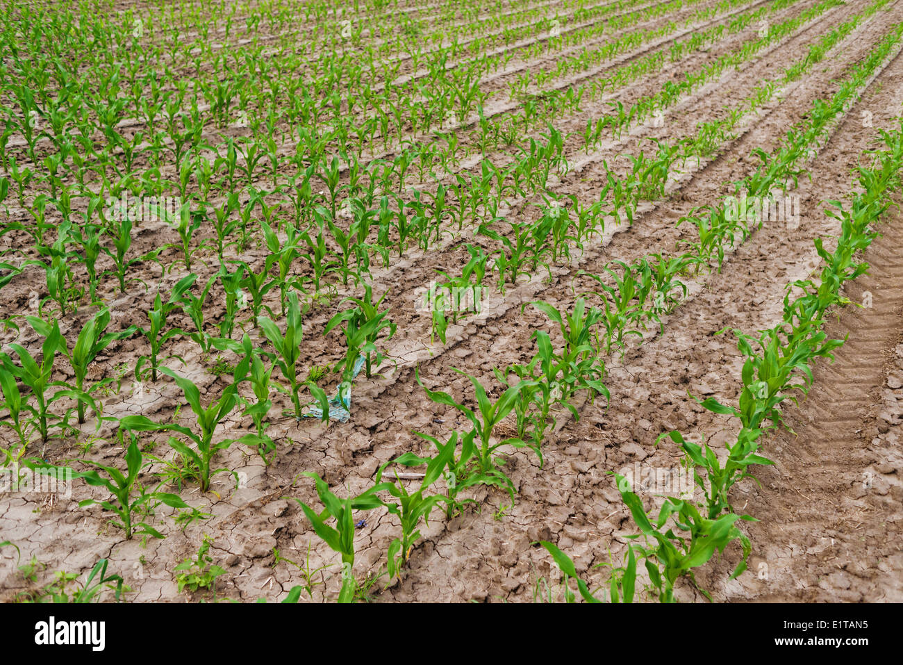 Green corn hi-res stock photography and images - Alamy