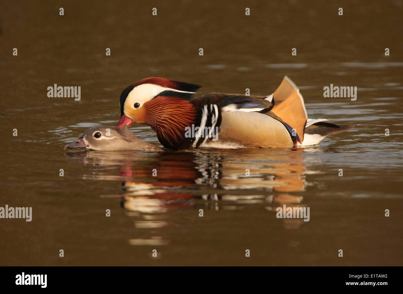 Pair of mandarin ducks hires stock photography and images Alamy