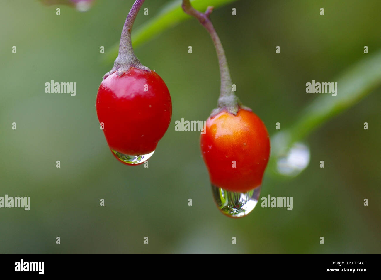 Raindrops hanging from the berries of Woody nightshade (Solanum dulcamara) Stock Photo