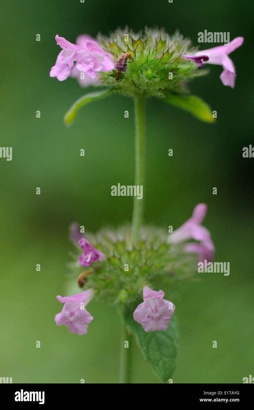 Close-up of flowering Wild Basil Stock Photo