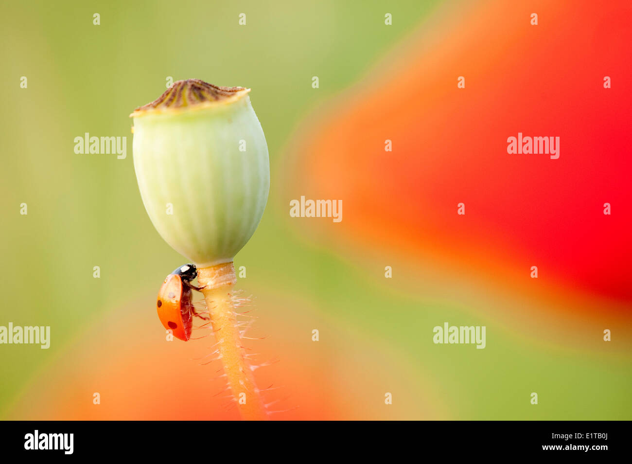 Poppy Insect Lady bug hi-res stock photography and images - Alamy