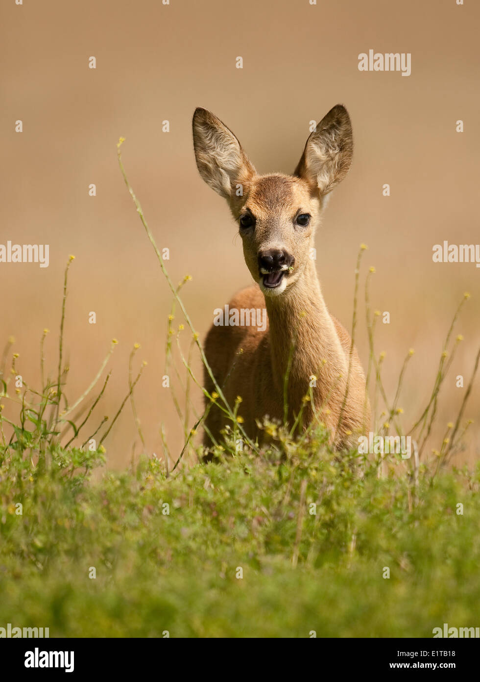 juvenile Roe Deer eating plants Stock Photo Alamy