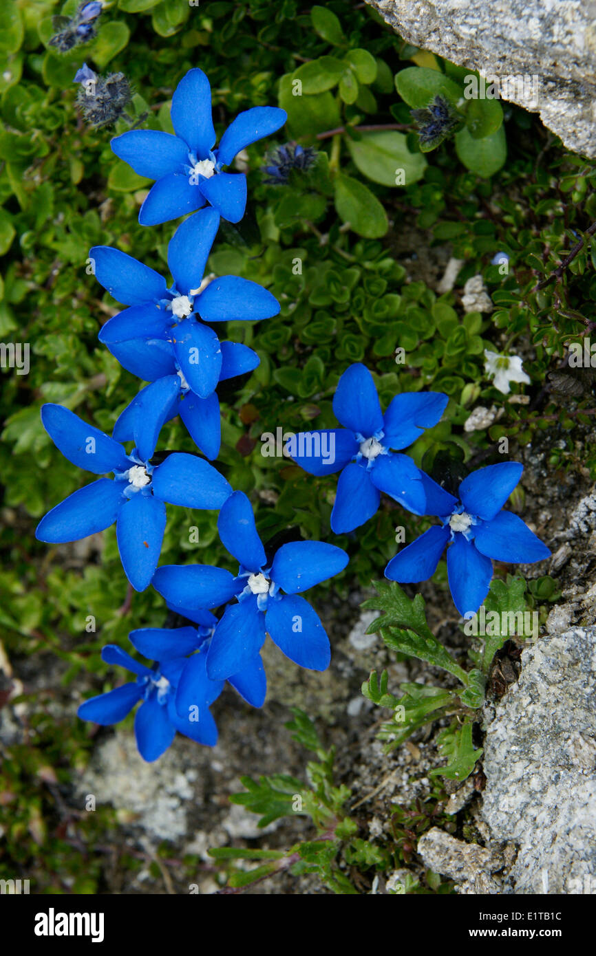 Short-leaved Gentian from above. Stock Photo