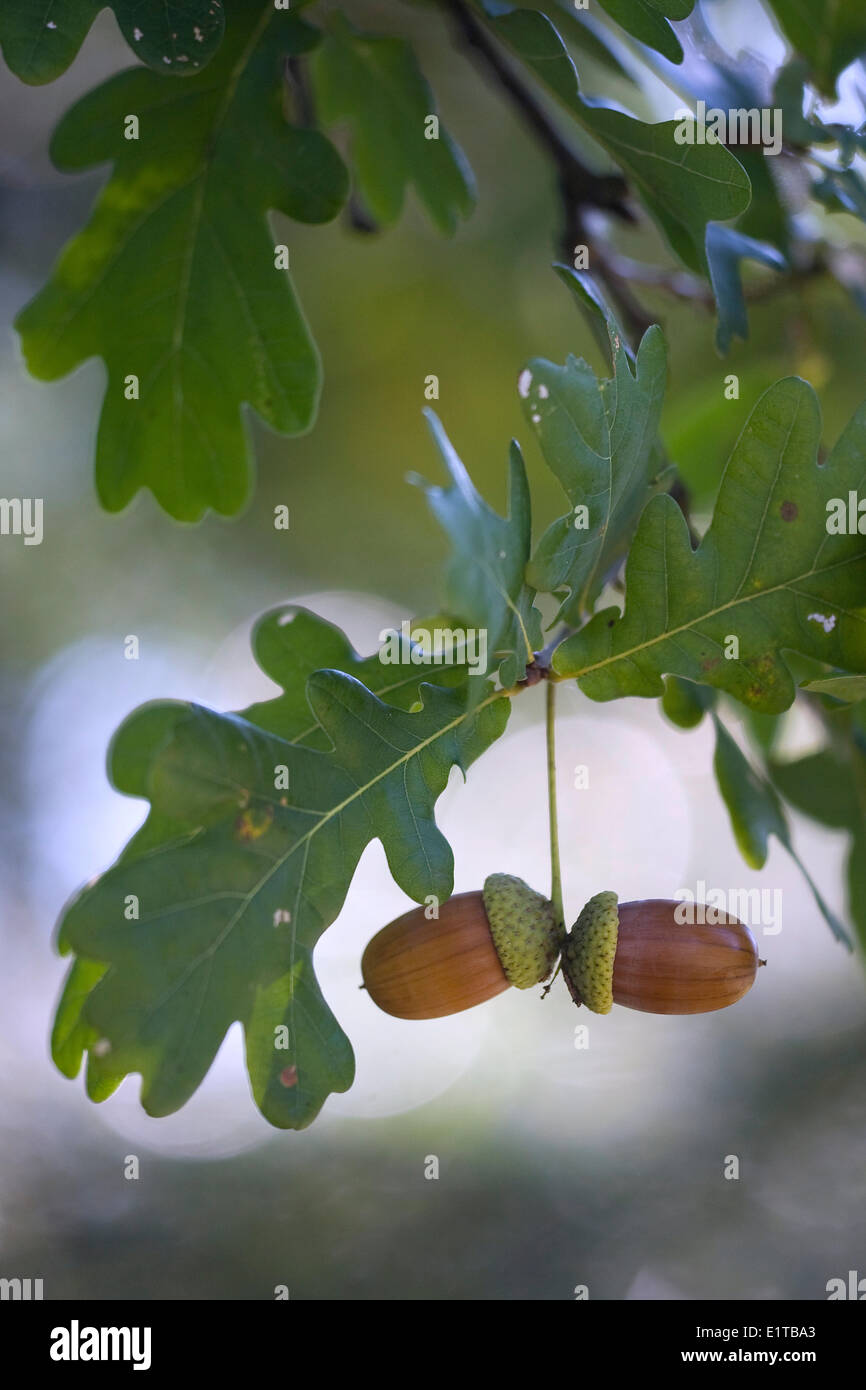 acorns of the English oak Stock Photo