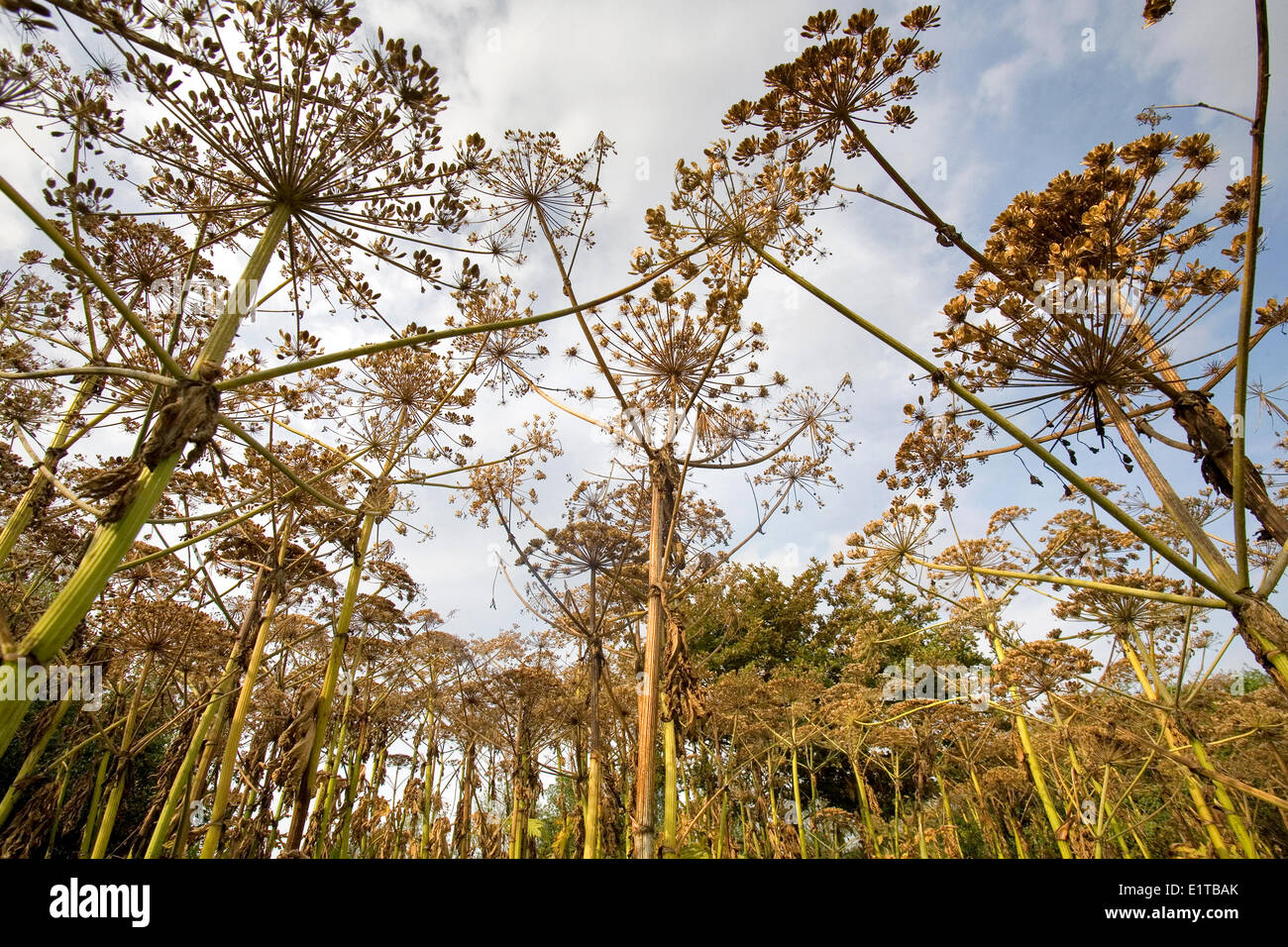 Giant Hogweed (Heracleum mantegazzianum also giant cow parsley) plant in family Apiaceae native