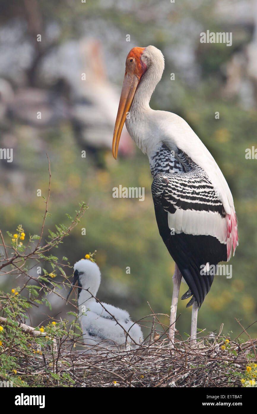 Portrait of a nest of Painted Storks Stock Photo
