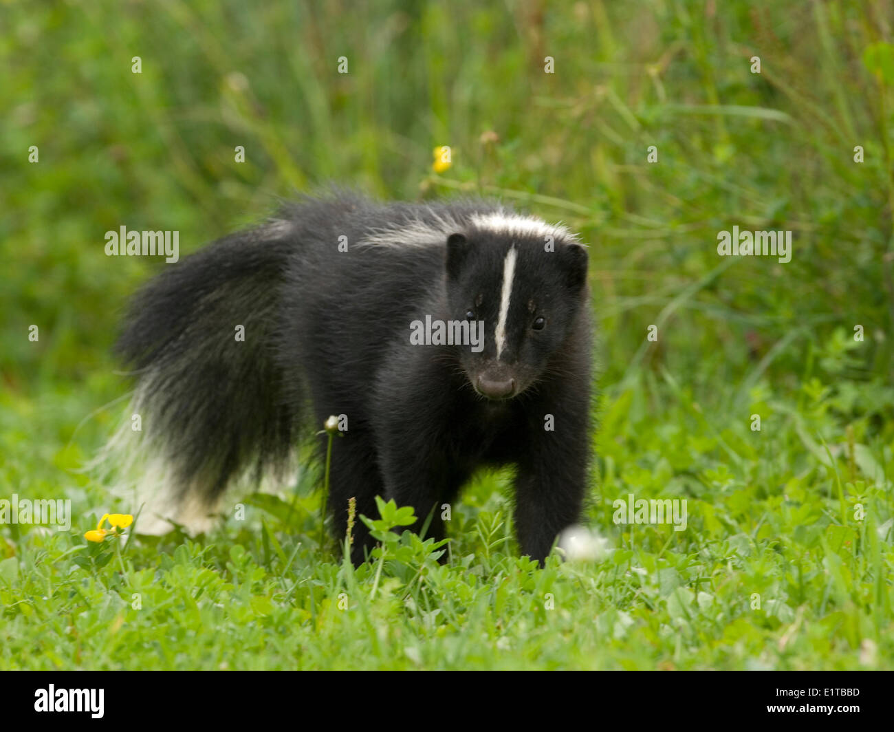 A Striped Skunk walking through the grass Stock Photo - Alamy