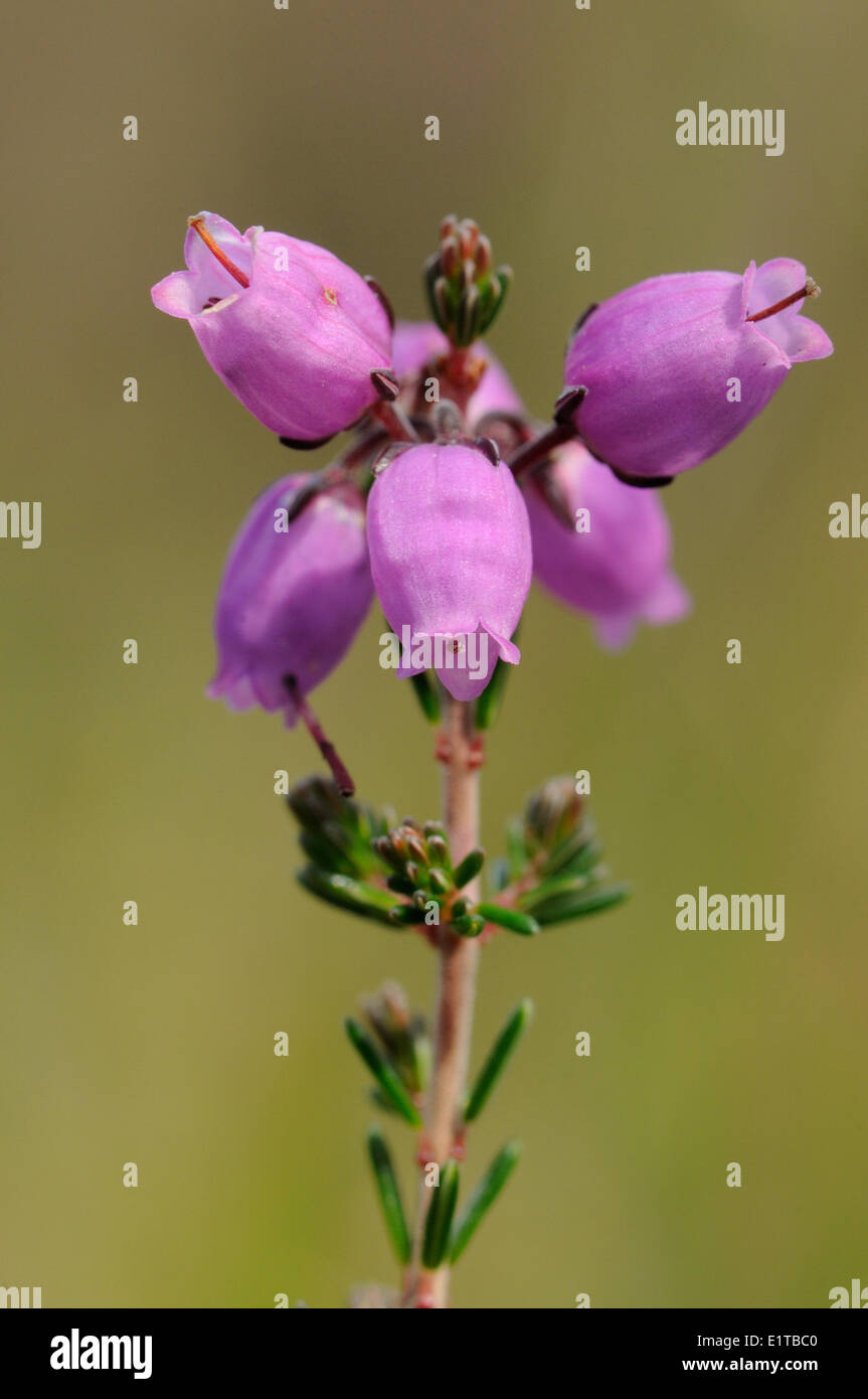 Flowering Bell Heather, close-up Stock Photo