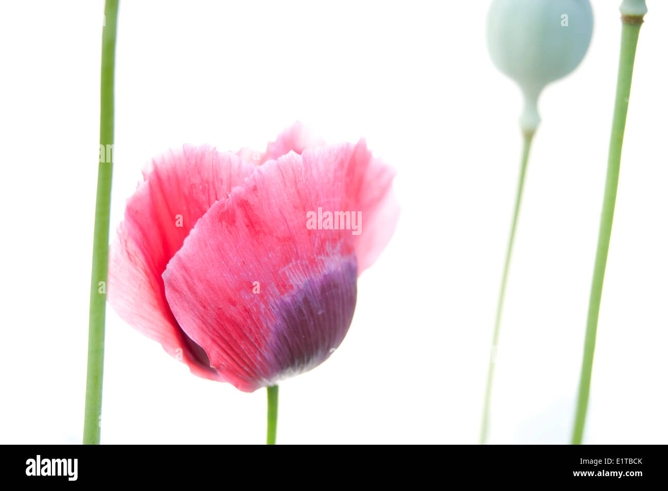 Poppy opium poppy papaver somniferum Cut Out Stock Images & Pictures ...