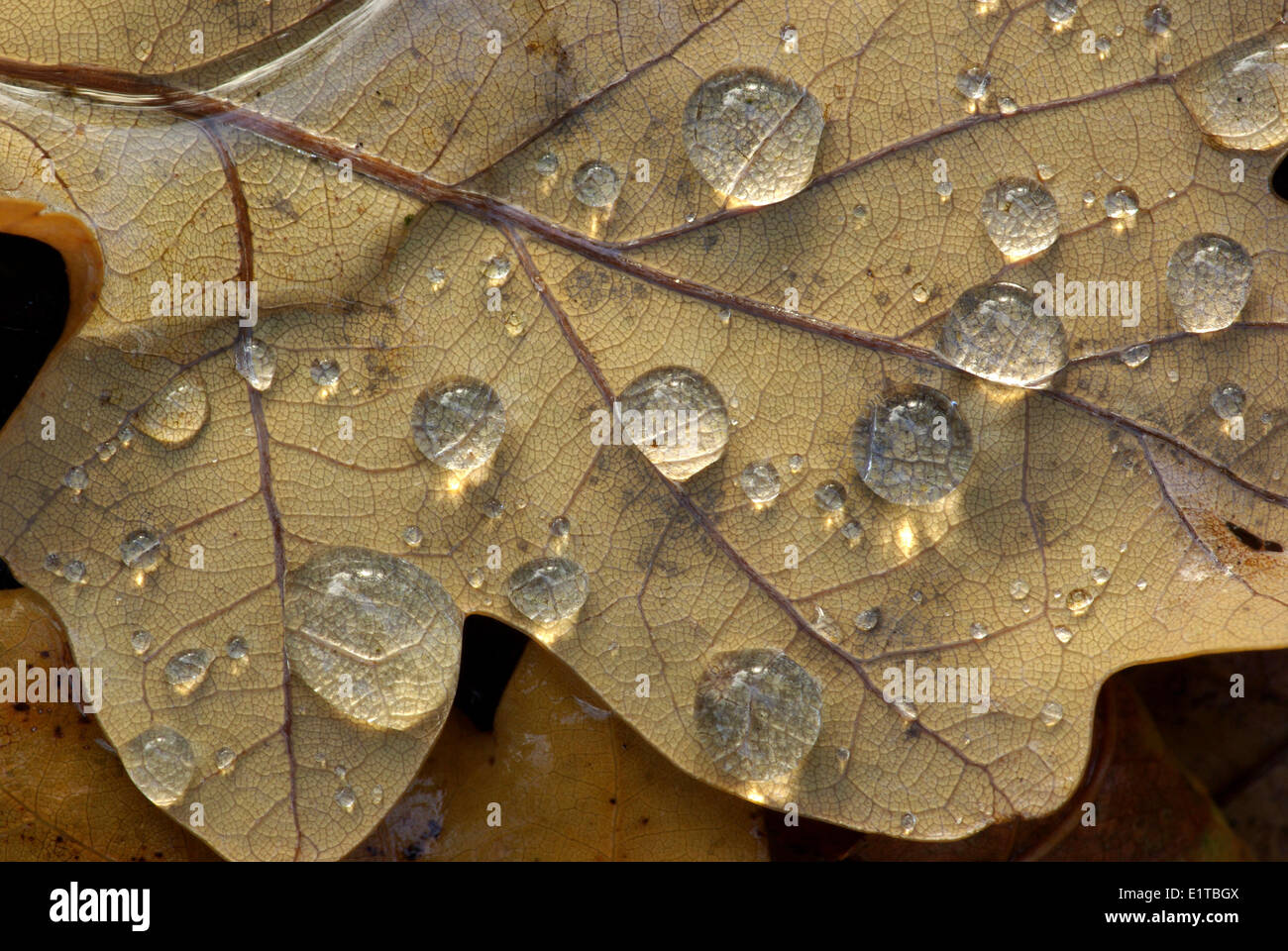 Raindrops on an autumn oak leaf Stock Photo