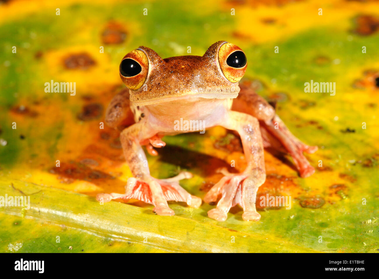 Photo of a harlequin tree frog on a dead banana leaf with green, yellow, brown and orange colours Stock Photo