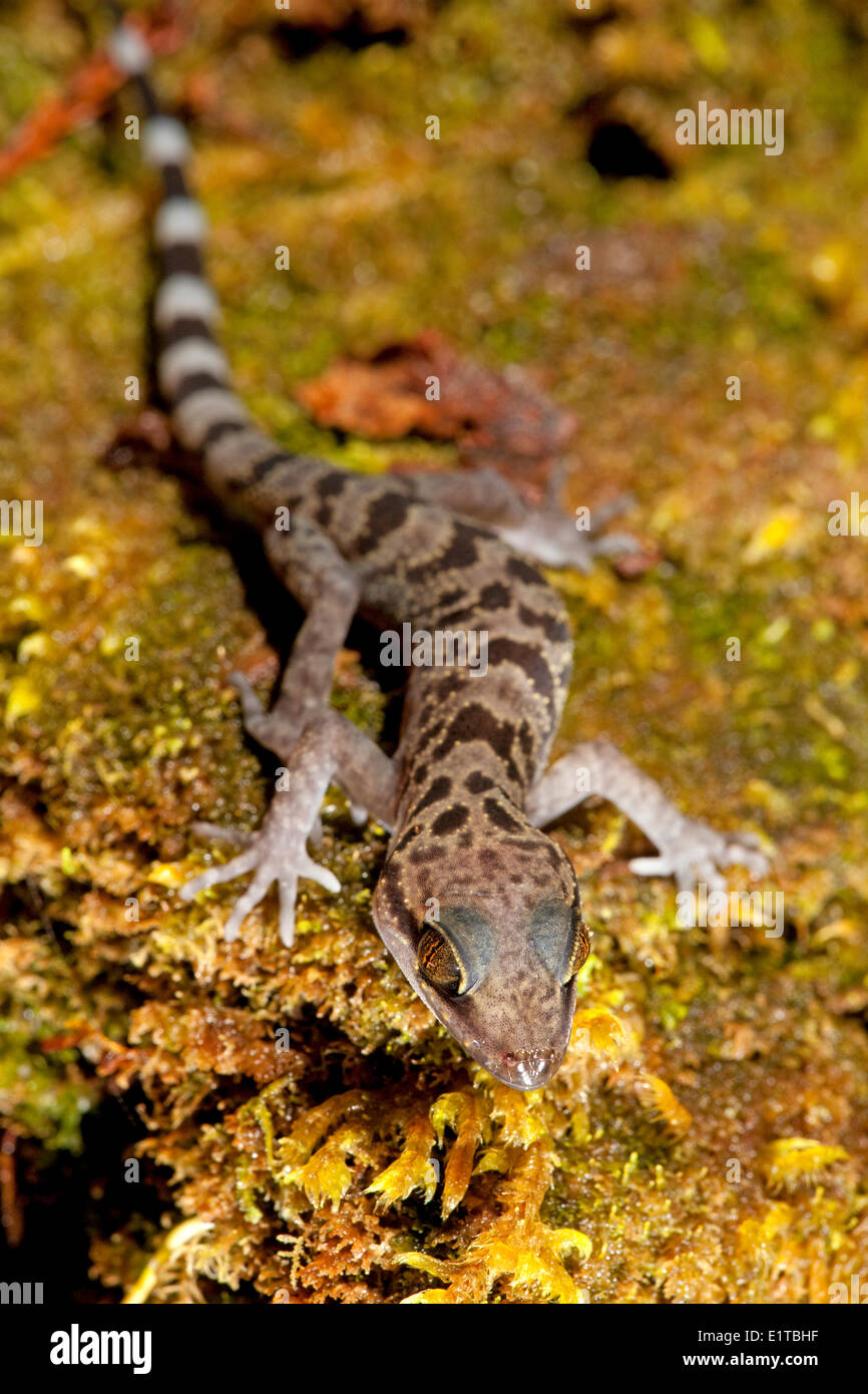 photo of a Kinabalu Bent-toad gecko at night on moss Stock Photo