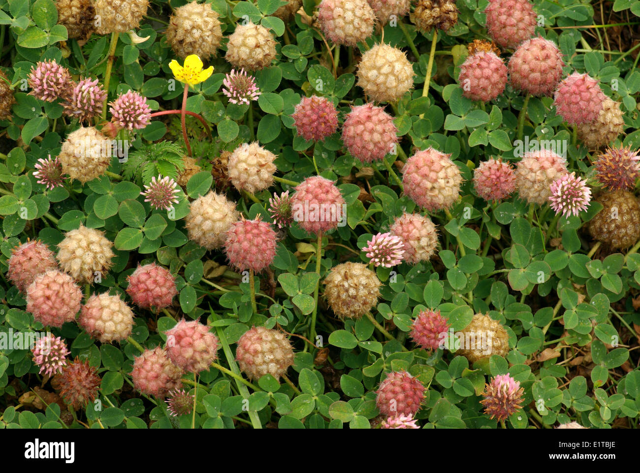 Close-up of the fruit of Strawberry Clover Stock Photo