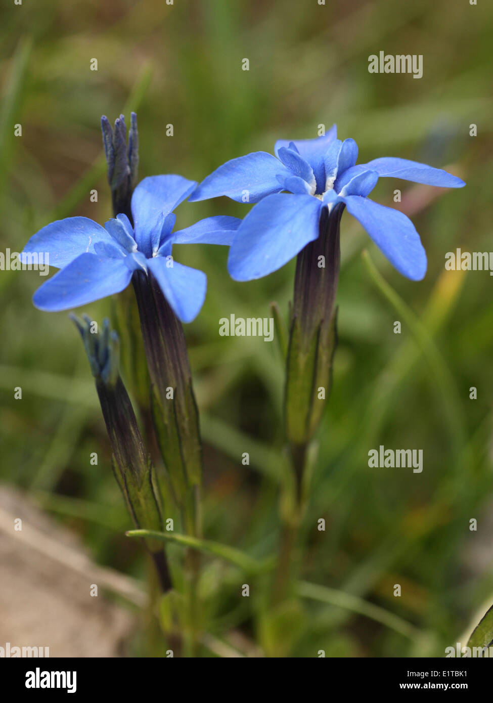 Gentiana rostanii is a species of moist and wet alpine meadows at an altitude of 1600-2500 meter. Stock Photo