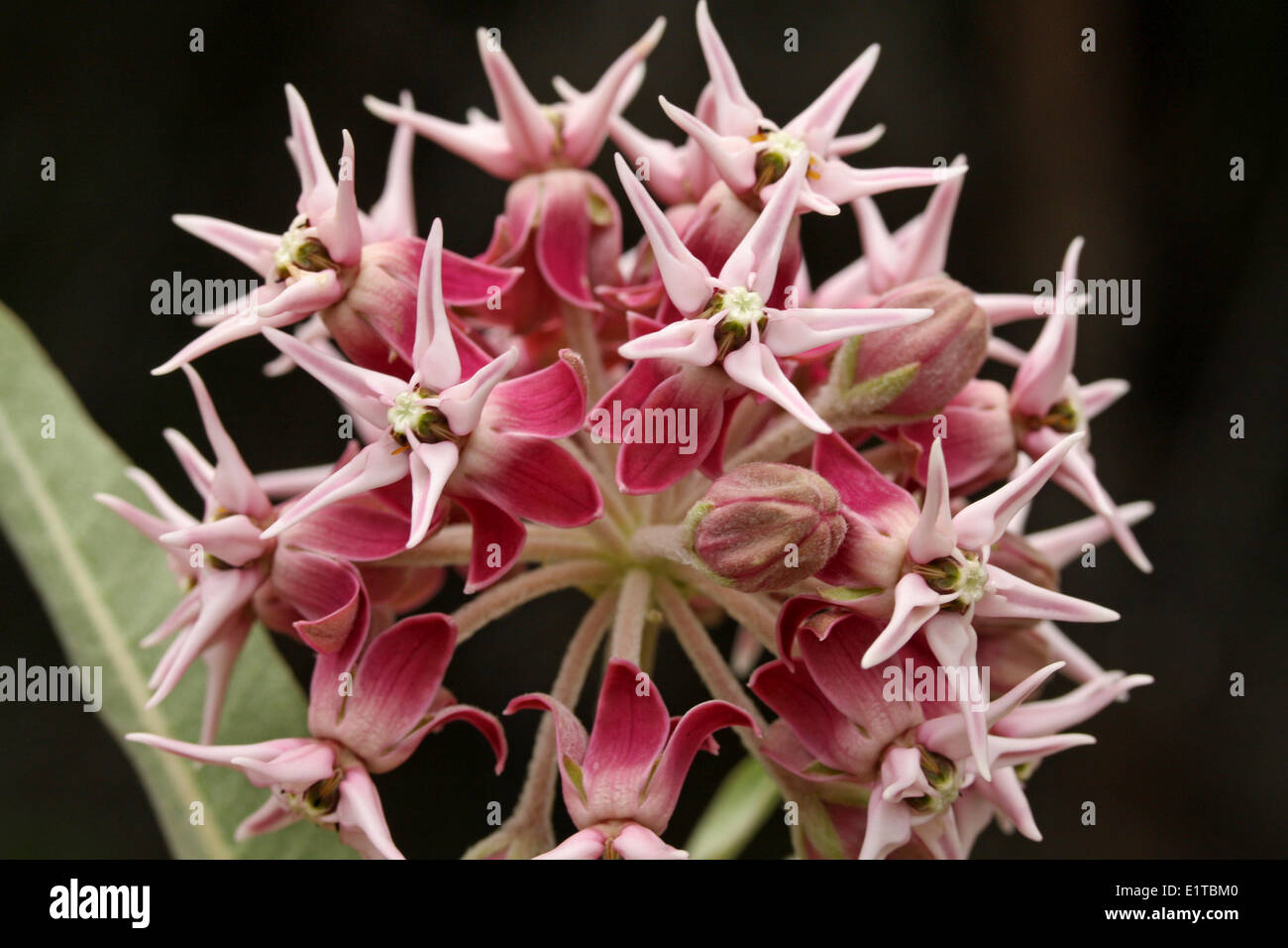 Asclepias speciosa Stock Photo