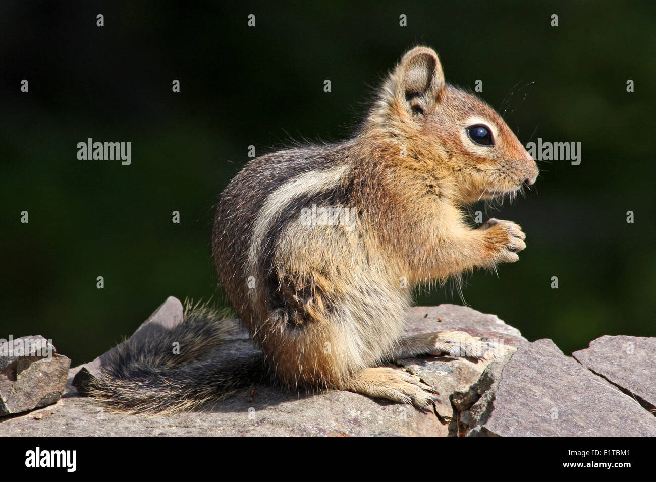 Cascade Golden-mantled Ground-squirrel Stock Photo - Alamy