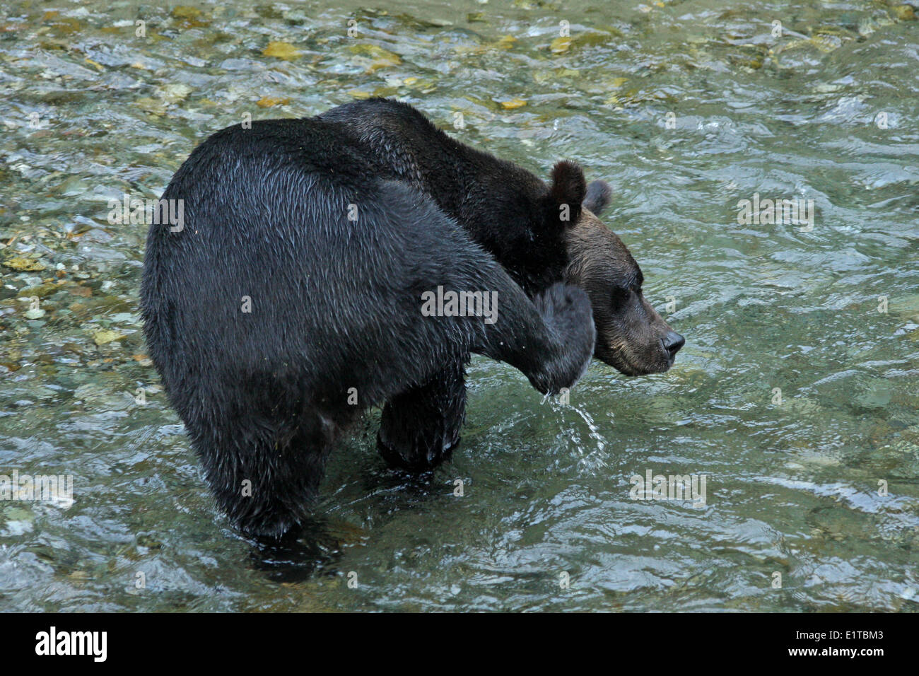 Grizzly Bear scratching it's head Stock Photo