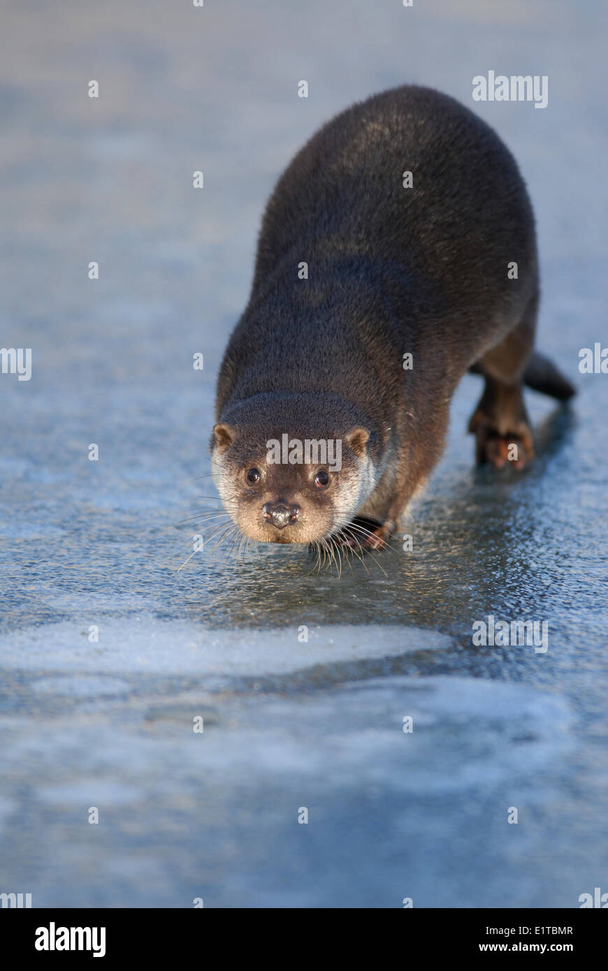 An Otter walks on ice, looking for a  hole Stock Photo