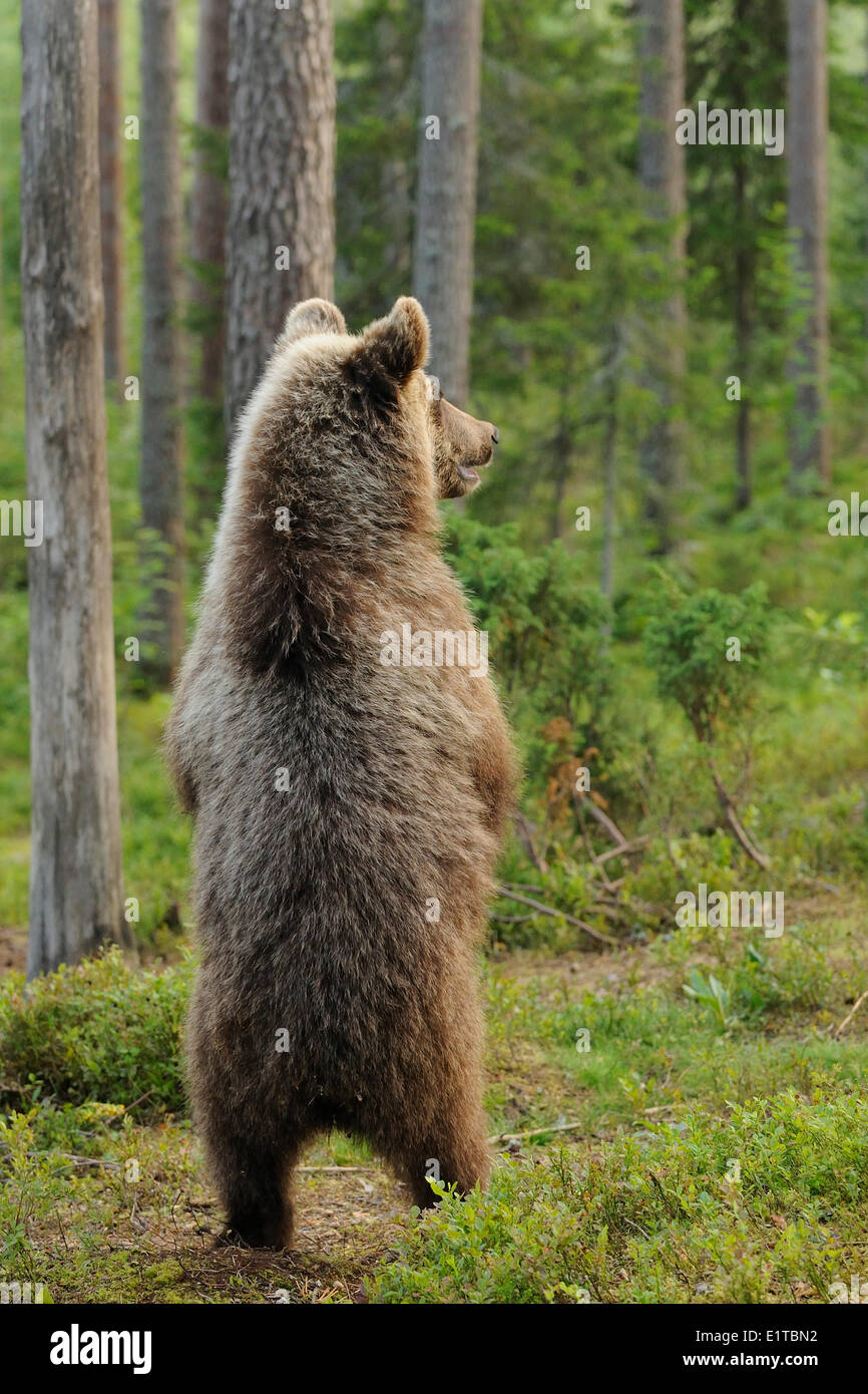Immature brown bear standing straight in a taiga forest Stock Photo