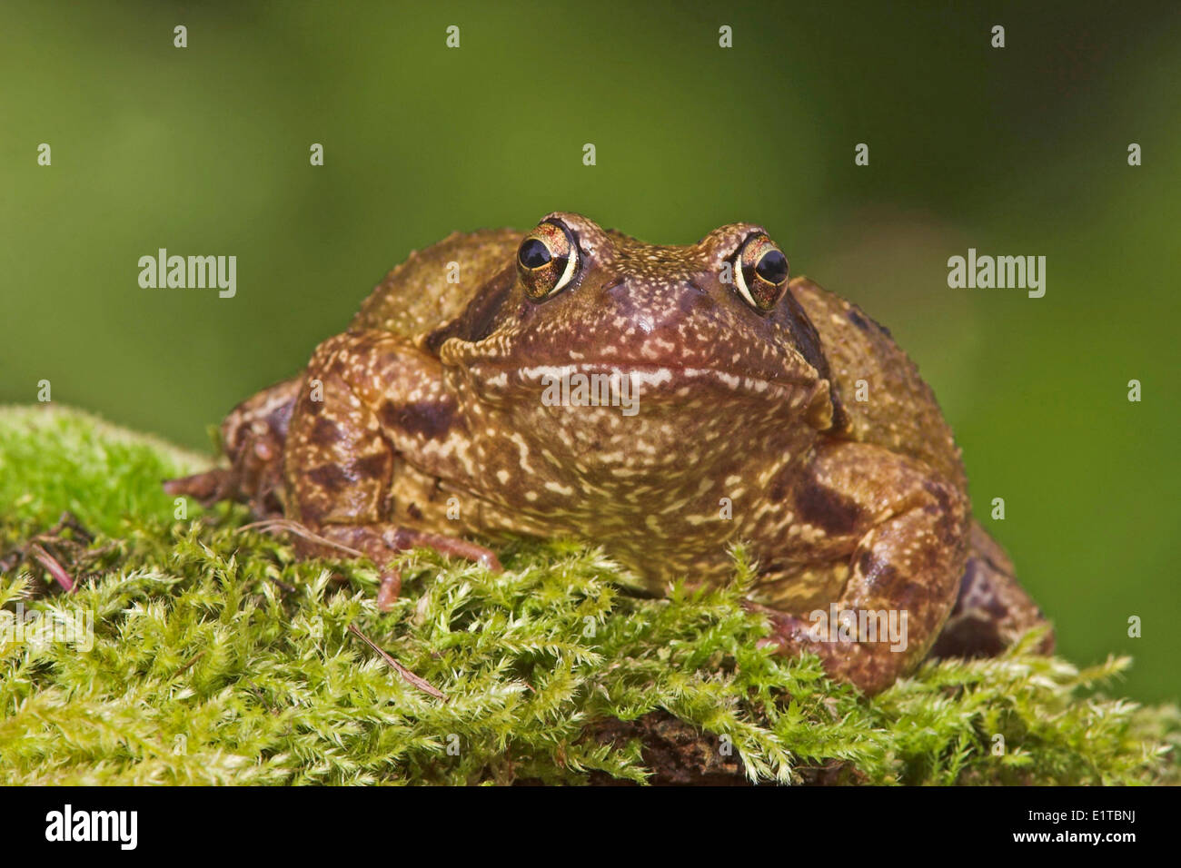frontal portrait of a big female common frog on green moss with a green background Stock Photo
