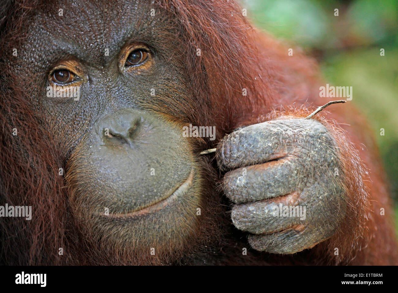 photo of an adult Orangutan using a stick as a toothpicker tool Stock Photo