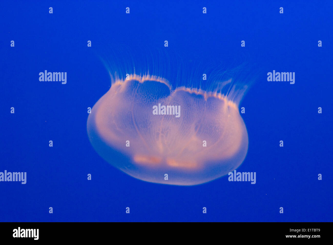 Jellyfish, in the aquarium of Vancouver Stock Photo