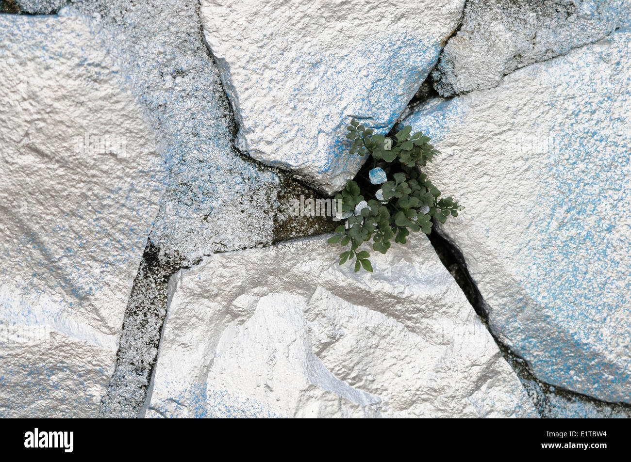 Wall Rue grows between silver painted basaltblocks along the Rhine in Arnhem Stock Photo