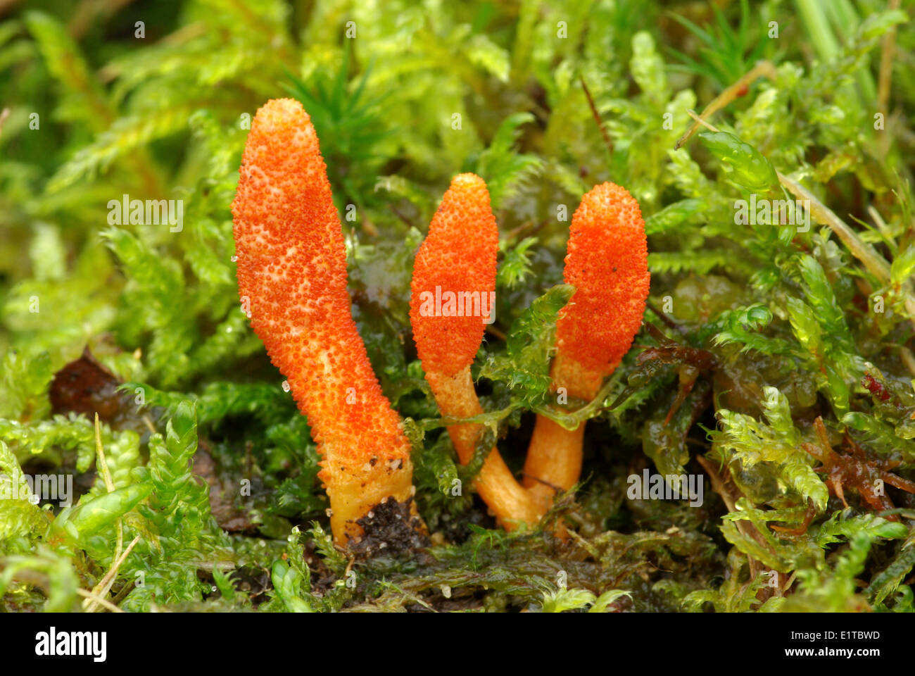 caterpillar fungus is a parasitic fungus, which lives on insects and other arthropods Stock Photo