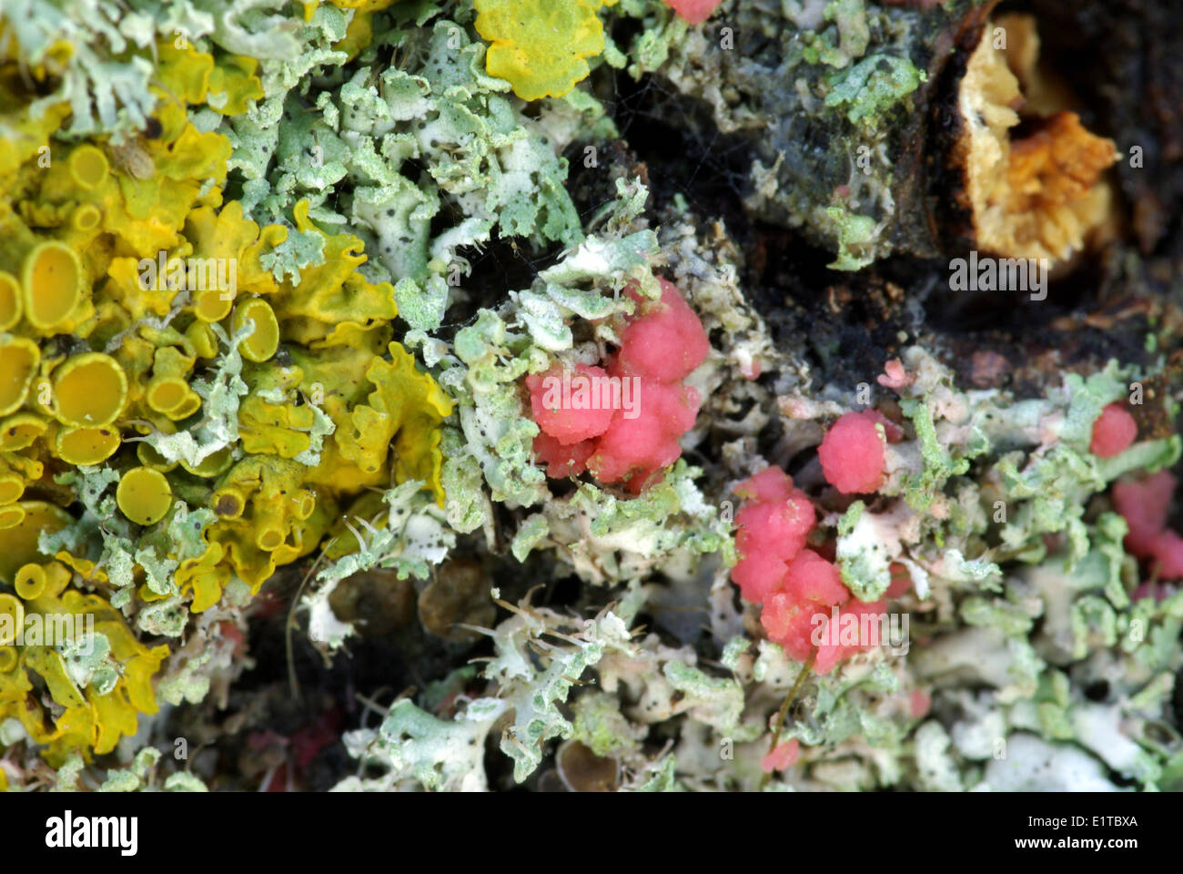 Different types of fungi on Physcia tenella Stock Photo