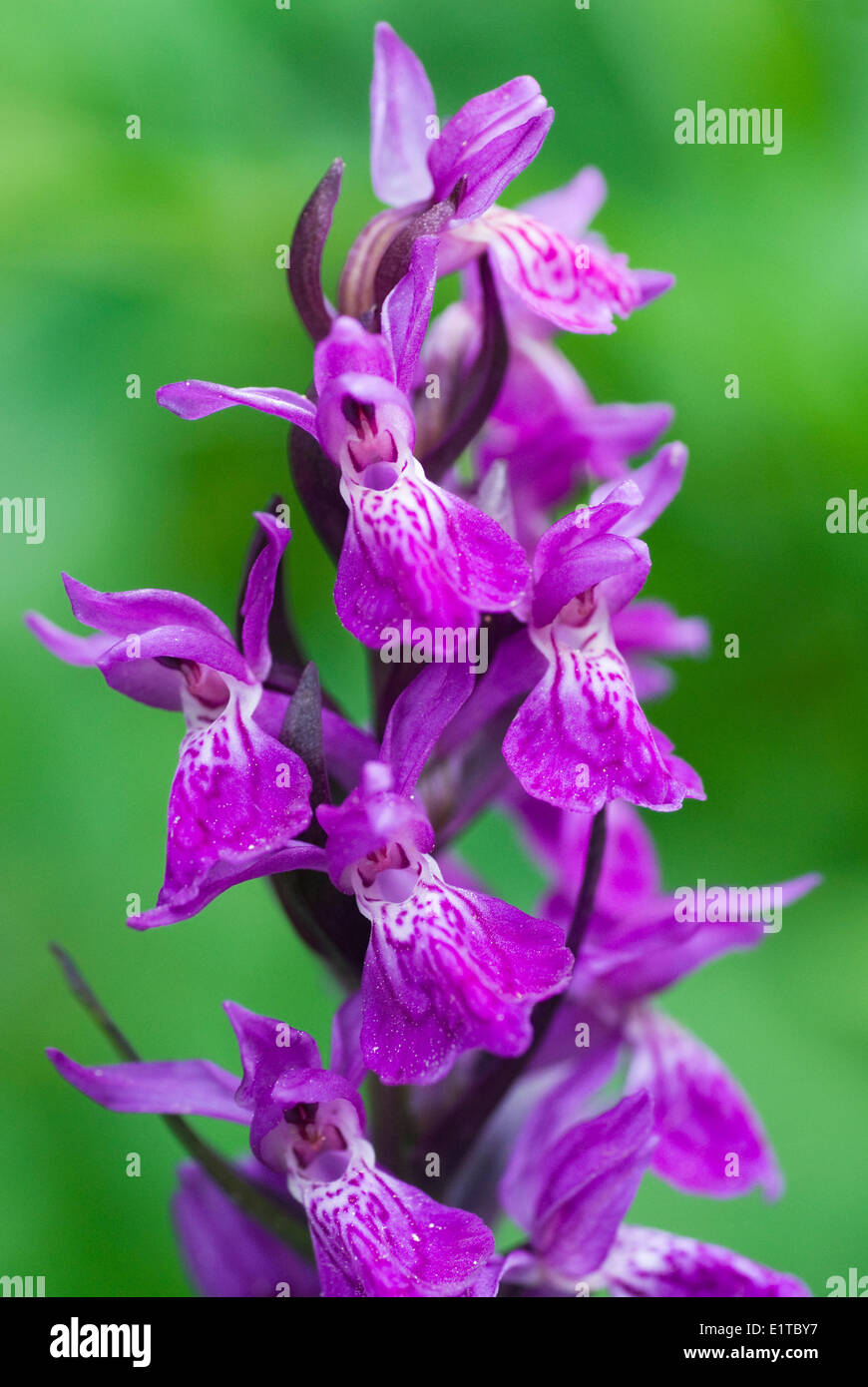 Macro picture of an early marsh orchid Stock Photo