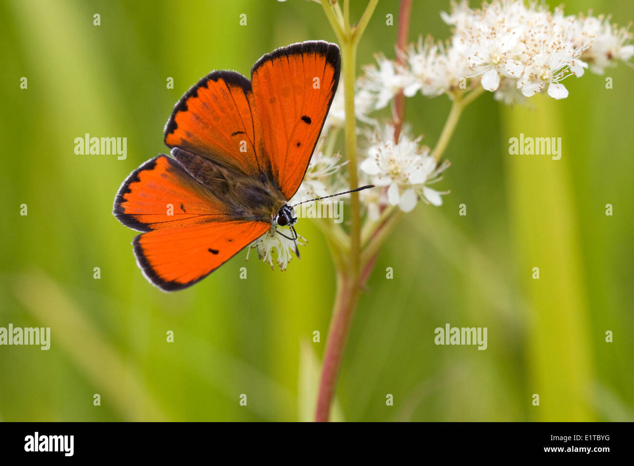 Male Large Copper Butterfly Stock Photo - Alamy