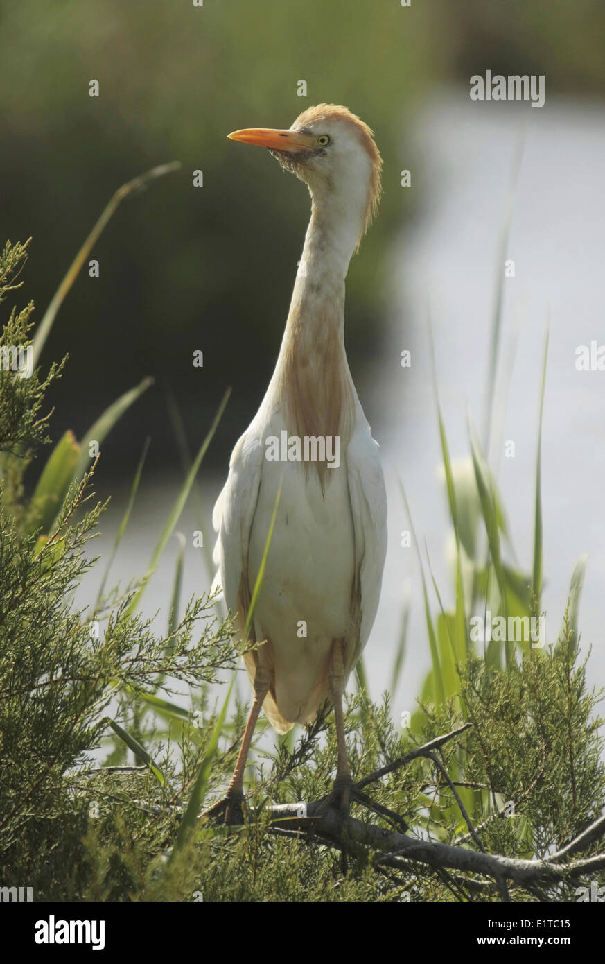 Cattle egret in a marsh Stock Photo