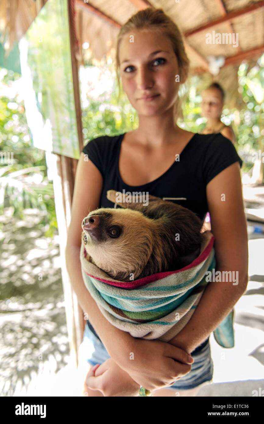 Baby sloth being taken care of by a member of staff at the Jaguar Rescue Center Puerto Viejo Limon Costa Rica Stock Photo