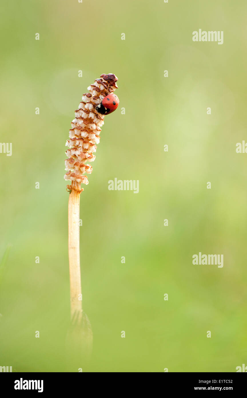 lady bug on field horsetail Stock Photo