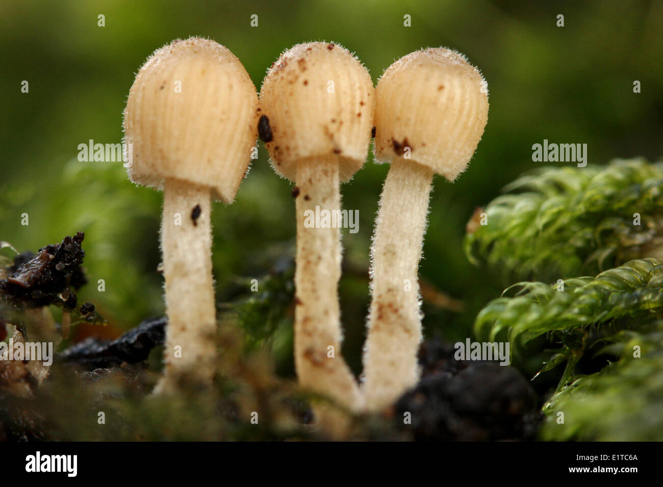 sideview of three young specimens on rotting wood Stock Photo