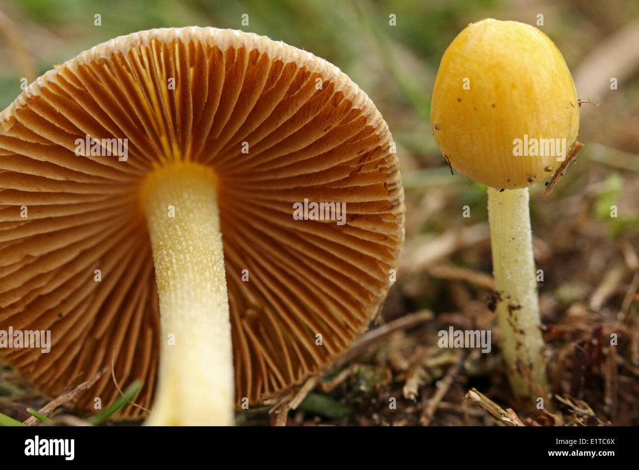standing young specimen and lying adult specimen with brown gills Stock Photo