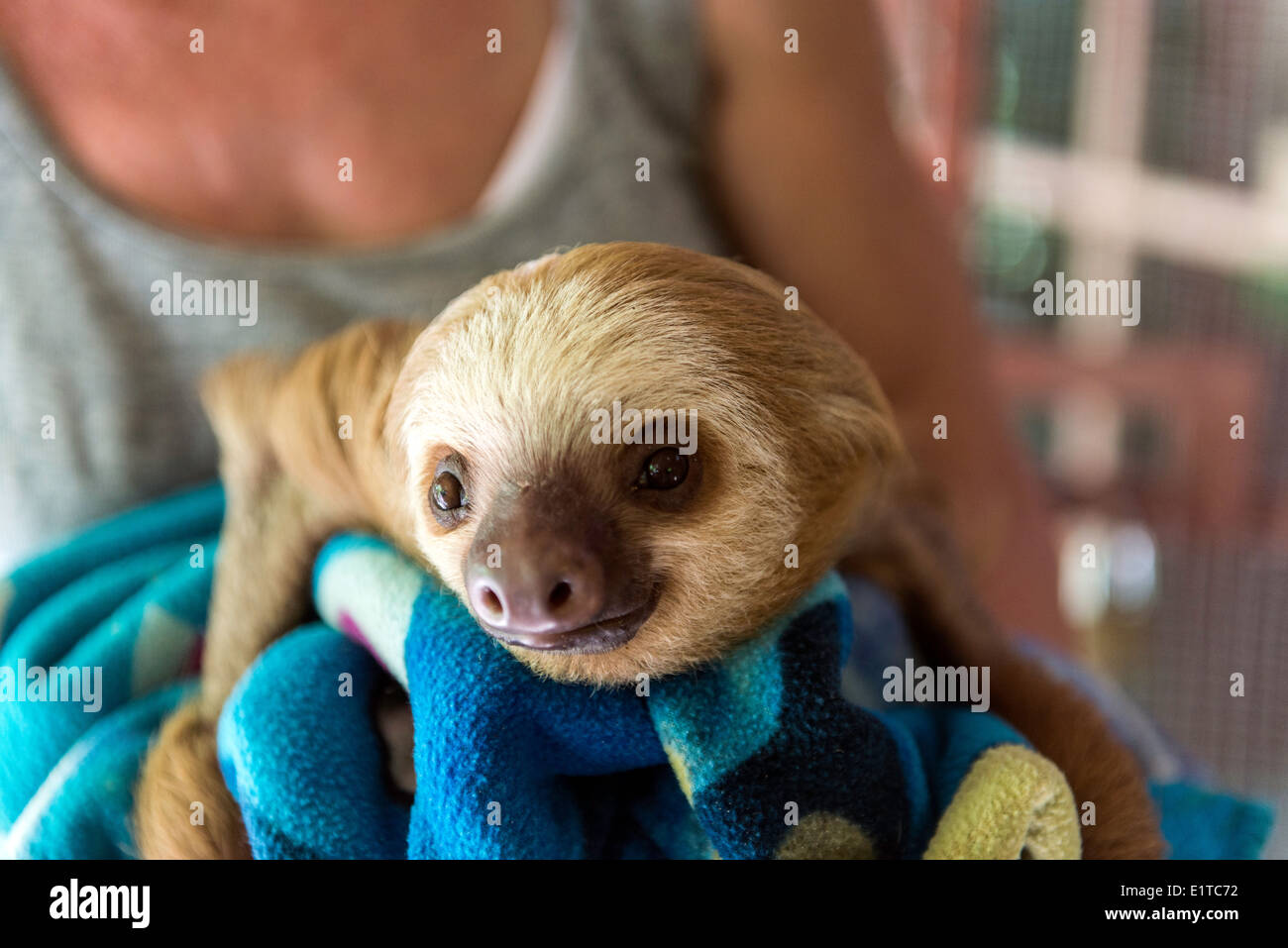Baby sloth being taken care of by a member of staff at the Jaguar Rescue Center Puerto Viejo Limon Costa Rica Stock Photo