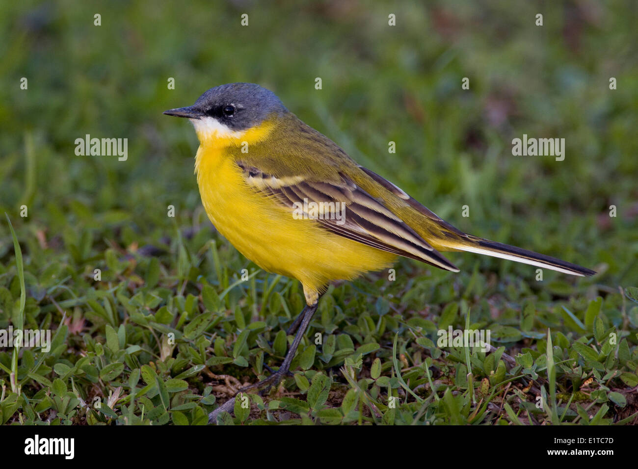 Yellow Wagtail Stock Photo