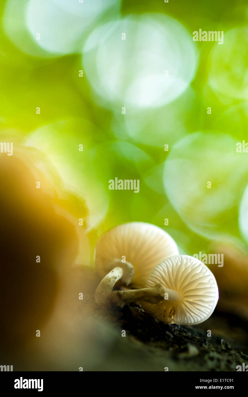 Tricholomataceae family hires stock photography and images Alamy