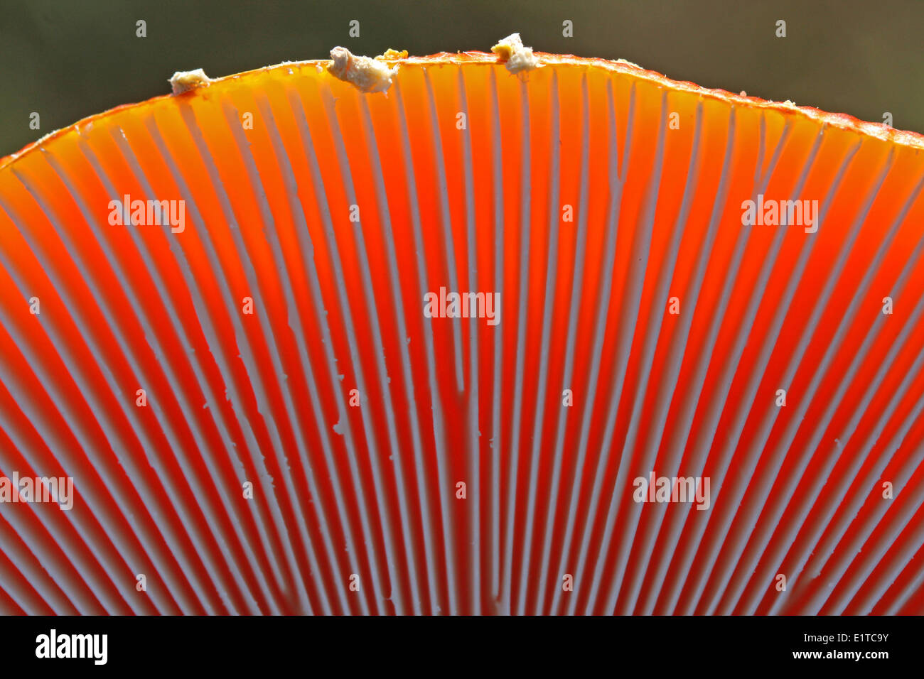 Underside Of Cap Stock Photo Alamy