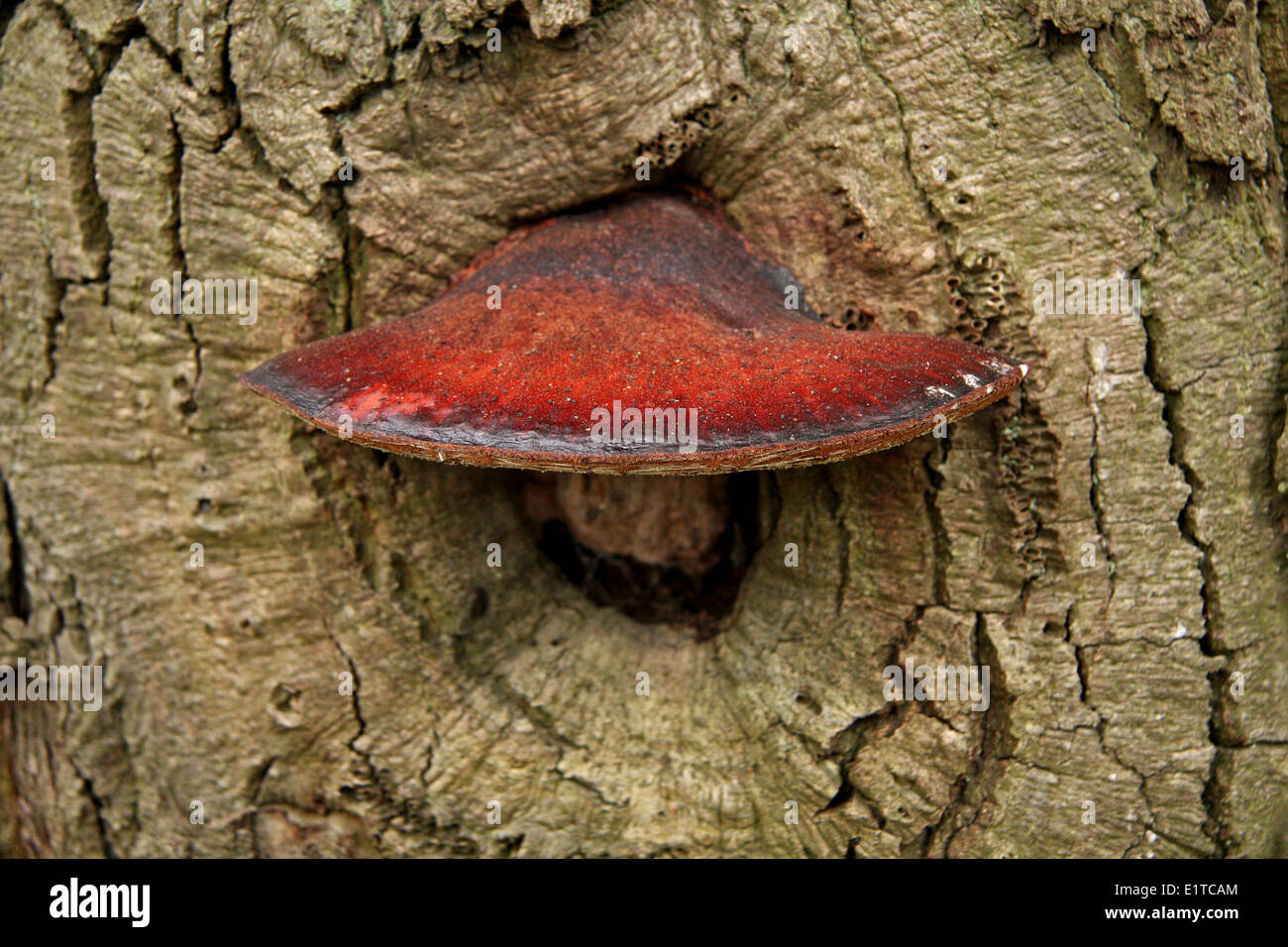 Beefsteak fungus, specimen on Pedunculate Oak Stock Photo