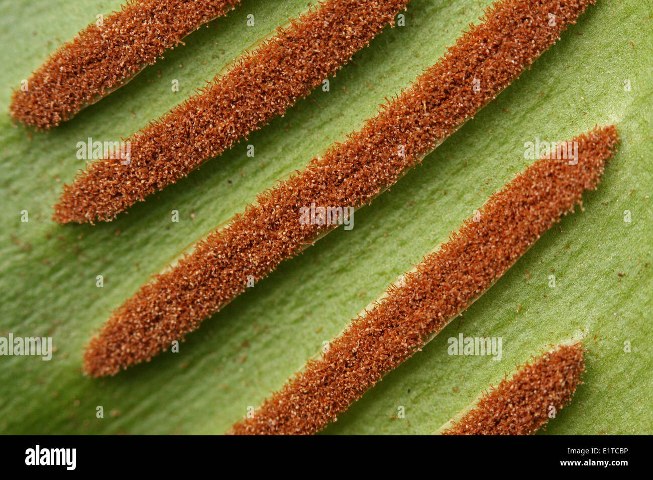 close-up of underside of leaf of the Hart's-tongue with linear sori Stock Photo