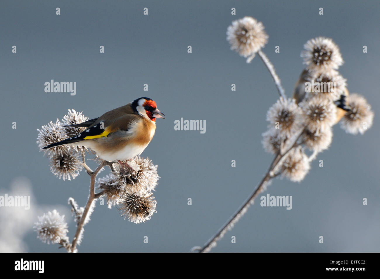 Goldfinch feeding on seeds of the Greater burdock covered with hoar-frost Stock Photo