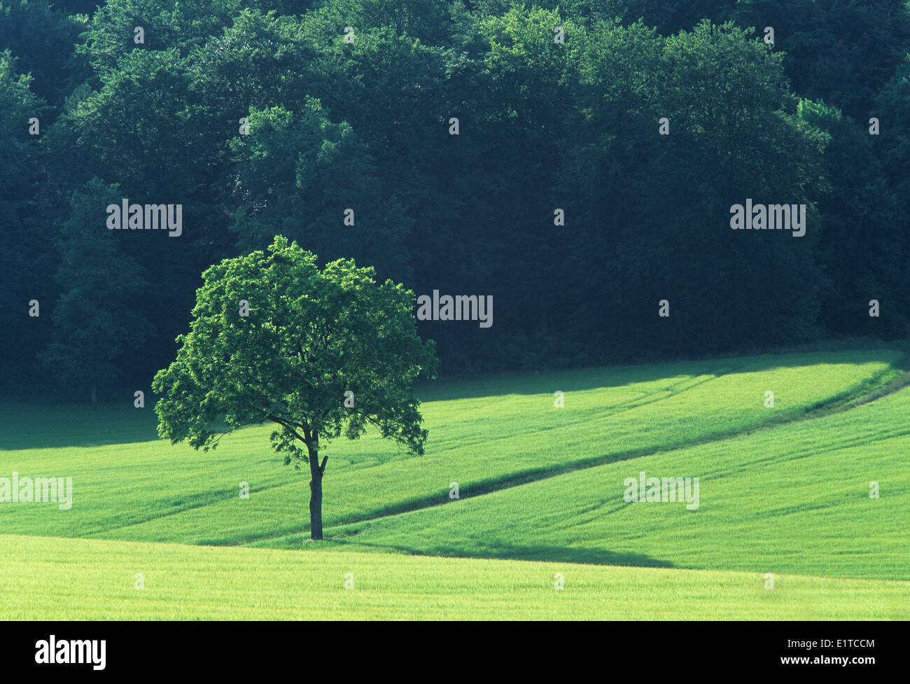 Solitary Oak (Quercus robur) in field, France Stock Photo