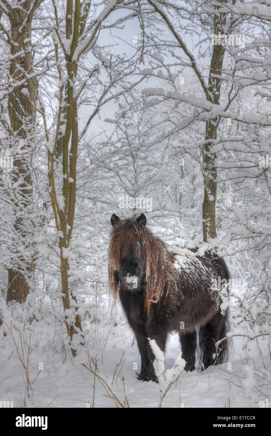 Pony in winter in Kennemerduinen where they kept to graze area Kennermerduinen dunal Natura 2000 site in west Netherlands Photo Stock Photo