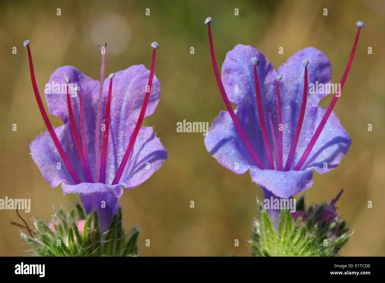 close-up of two flowers of the Viper's Bugloss with stamens and style Stock Photo