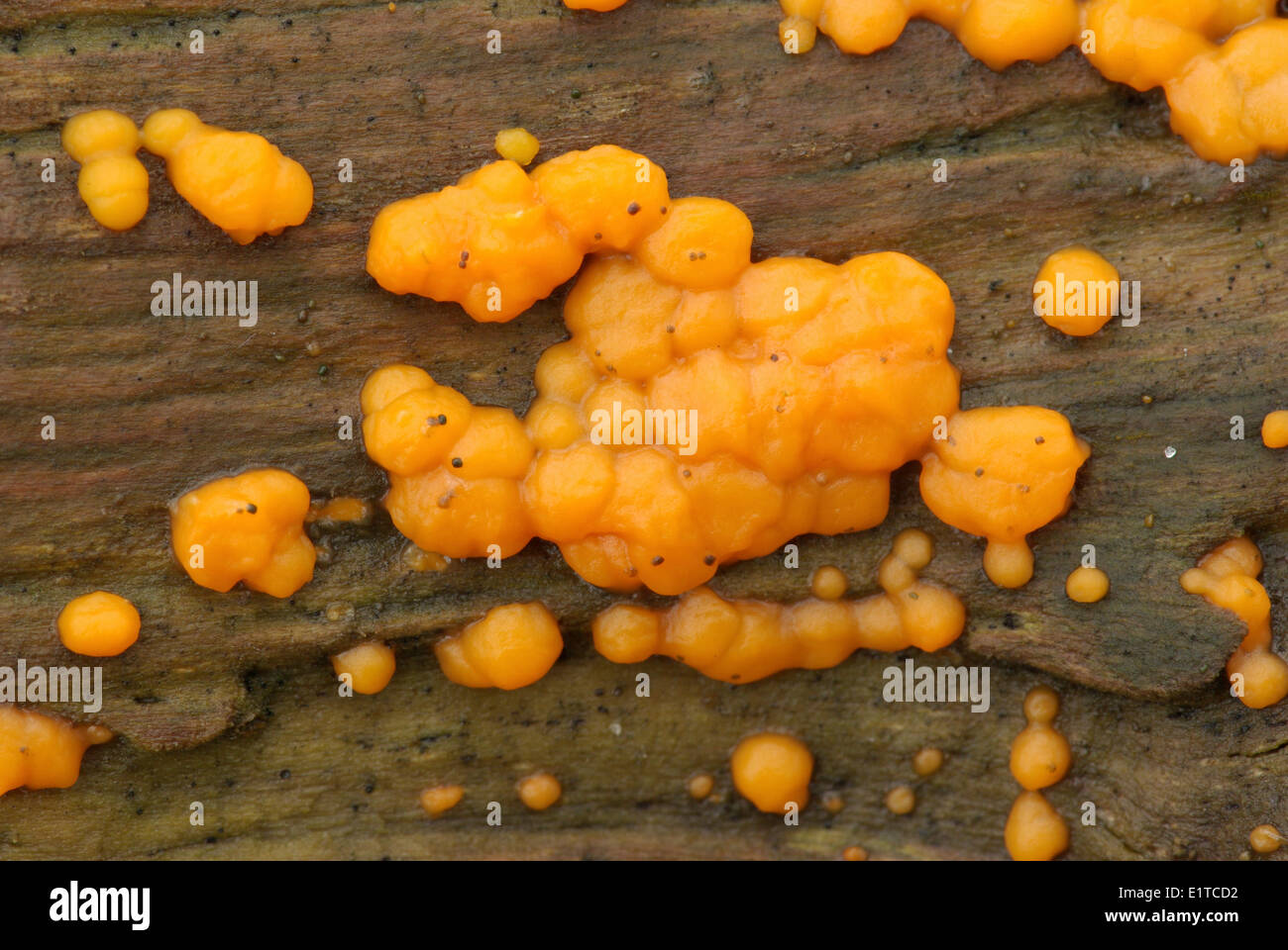 The bright orange Common Jellyspot on dead wood Stock Photo